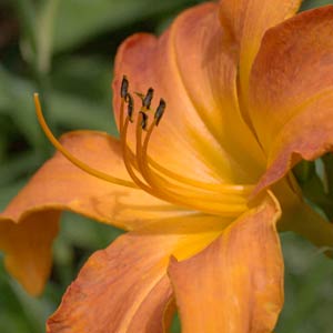 Proven Winners Primal Scream Daylily