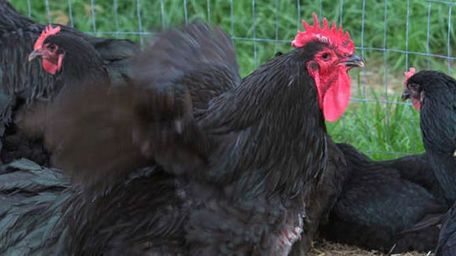 Black Jersey Giant Chickens