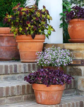 Charmed Wine Oxalis, ColorBlaze Dipt in Wine Coleus, Lucia Lavender Blush Lobelia