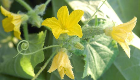 Cucumber Blooms