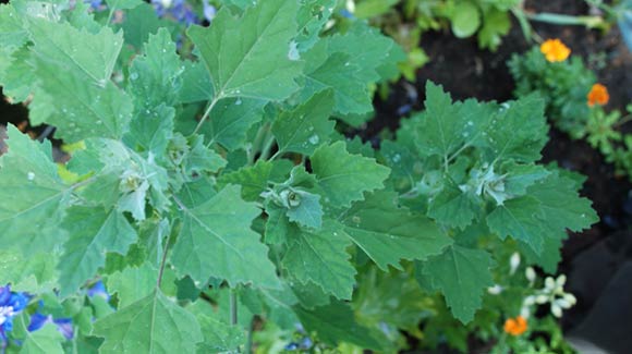 Lambs Quarters