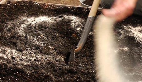 fertilizing vegetables