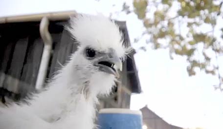 Silkie Chicken Pullet
