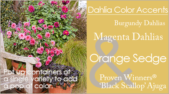 Dahlia Container Garden