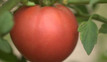 Tomato Arkansas Traveler
