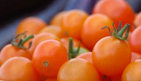 Tomato Sungold