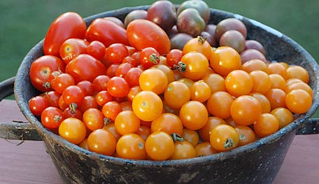 Choosing a Tomato Variety