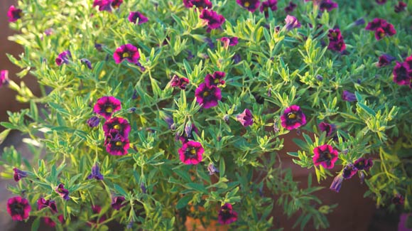 Proven Winners Supertunia Blackberry Punch Calibrachoa