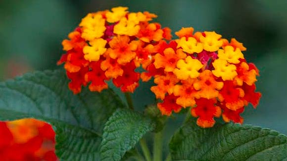 Proven Winners Luscious Citrus Blend Lantana