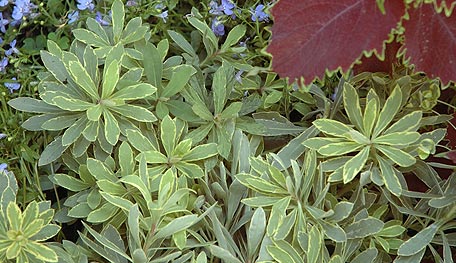 Proven Winners Helena's Blush Euphorbia