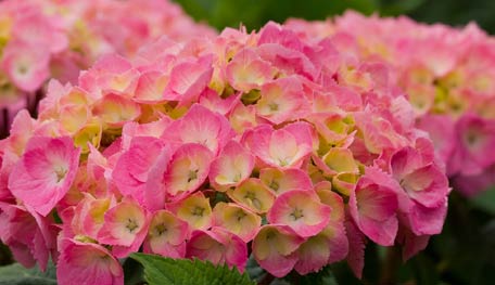 Proven Winners Let's Dance Big Easy Hydrangea