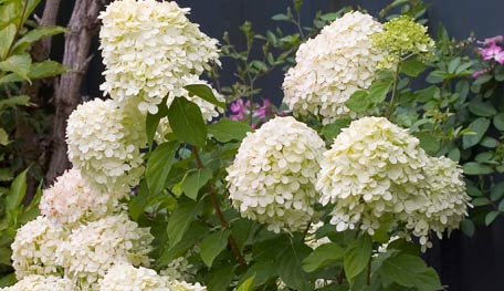 Proven Winners Little Lime Hydrangea