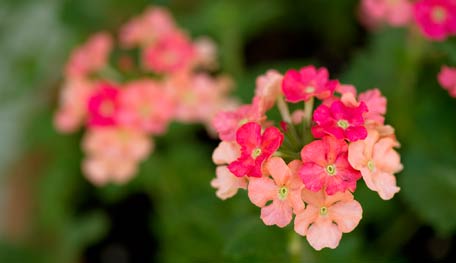 Proven Winners Superbena Royale Peachy Keen Verbena