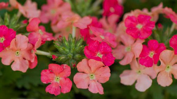Proven Winners Superbena Royale Peachy Keen Verbena