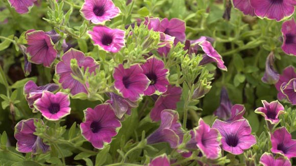 Proven Winners Supertunia Pretty Much Picasso Petunia