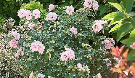 Proven Winners Sugar Tip Hibiscus