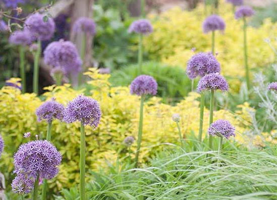 Globemaster Allium