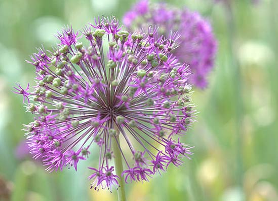 Gladiator Allium