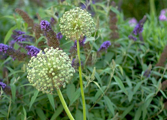 White Allium