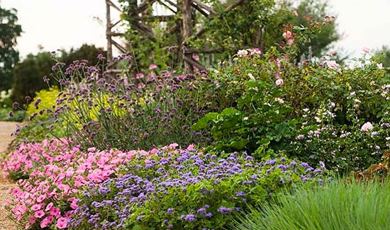 A mixed border of shrub roses, perennials and annuals.
