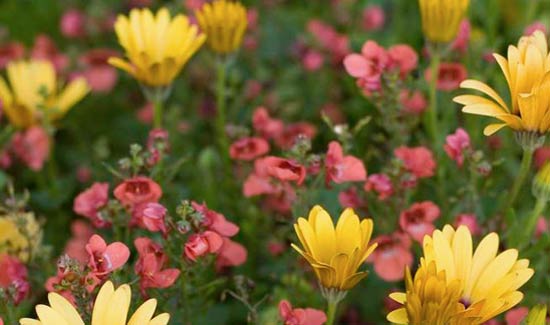 Osteospermum and Diascia