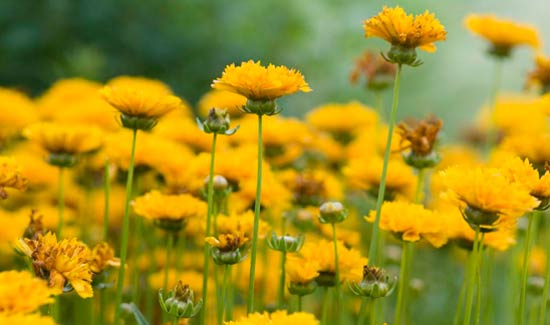 Coreopsis at Moss Mountain Farm
