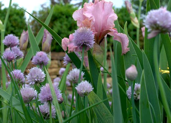 Chives