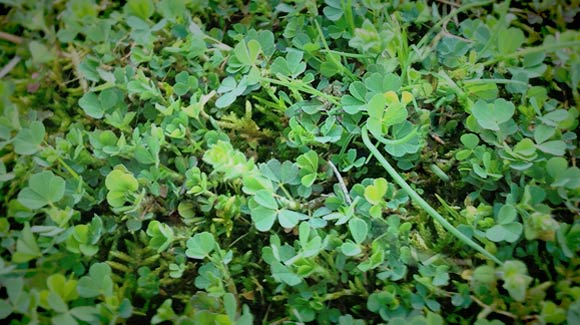 Mix Clover with Grass to Add Nitrogen