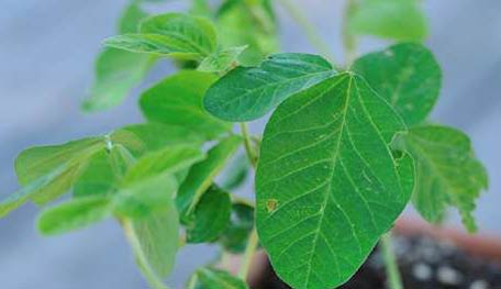 How to grow edamame