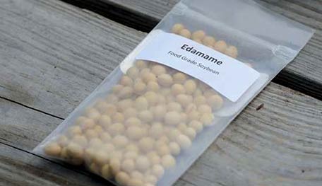 Edamame Seeds