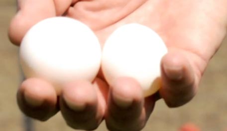 A leghorn egg versus a dorking egg.