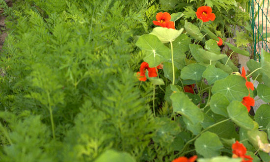 Nasturtiums and Carrots