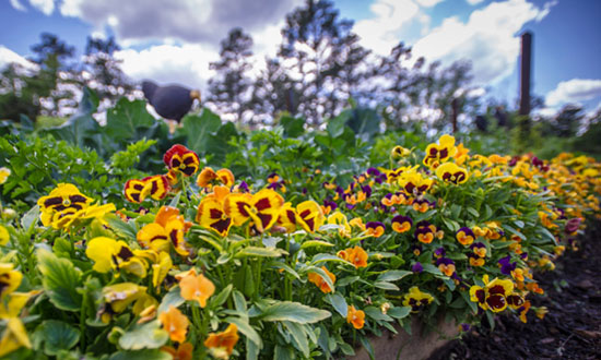Pansies in the Vegetable Garden