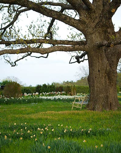 Alternative Grass Lawn at P. Allen Smith's Moss Mountain Farm
