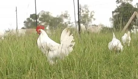 Leghorn Chickens