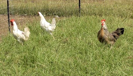 Leghorn and Dorking Hens