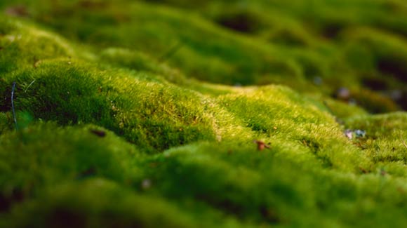 Moss is a Good Groundcover in Shady Areas