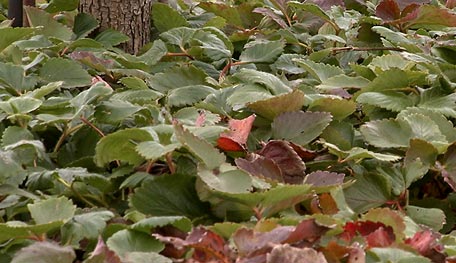 Use strawberries as groundcover.