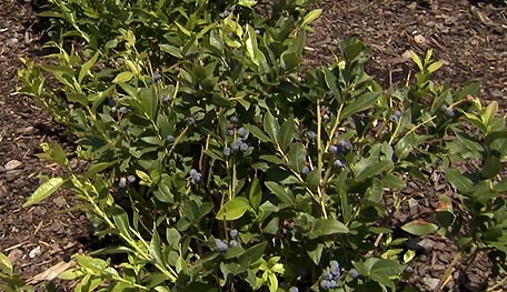 Plant a blueberry hedge.
