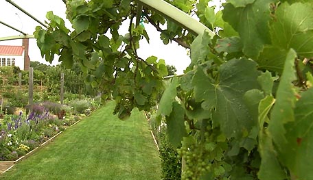 Grapes growing on an arbor.