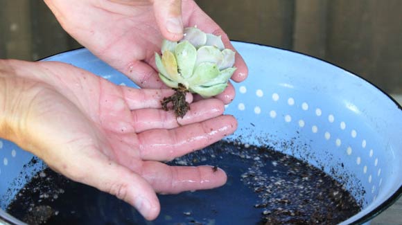 Materials for making a succulent wedding bouquet.