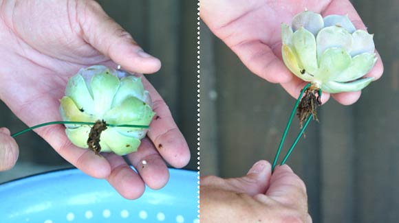 Materials for making a succulent wedding bouquet.