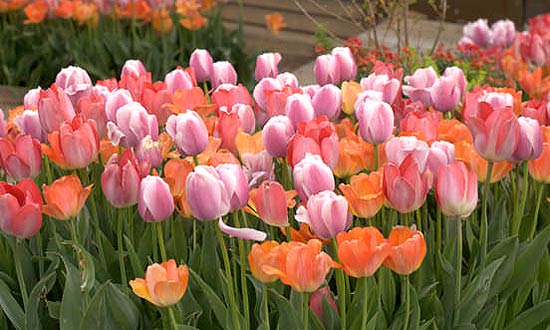 Pink, orange and salmon tulips.