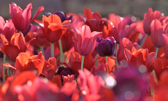 Tulips in shades of reds and maroon.