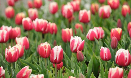 Pink and white Wirosa tulips.