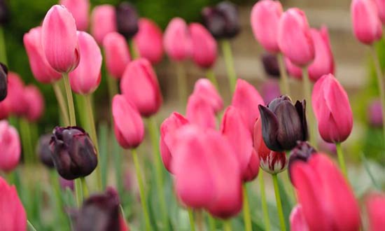 Dark maroon tulips with pink tulips.
