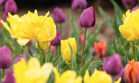 Yellow peony tulips, purple and orange tulips.