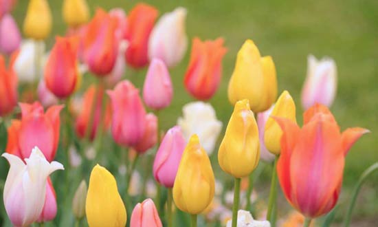 Pastel tulips.