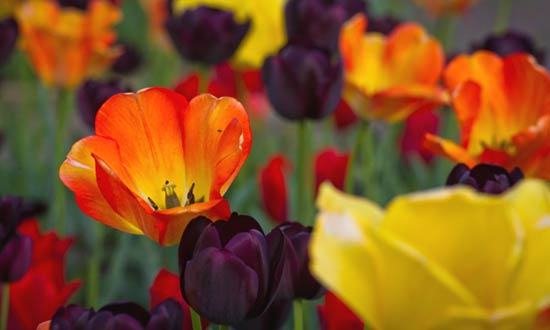 Orange, yellow, red and wine colored tulips.