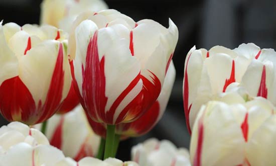 World Expression Tulips